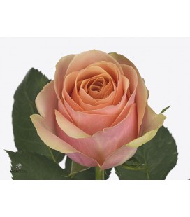Rose Dividend 40 cm