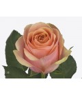 Rose Dividend 40 cm