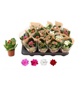 Kalanchoe Ø 07 mix