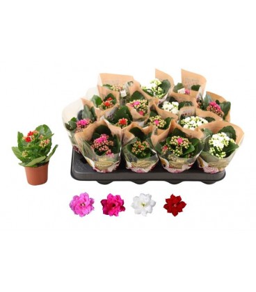 Kalanchoe Ø 07 mix