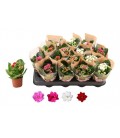 Kalanchoe Ø 07 mix