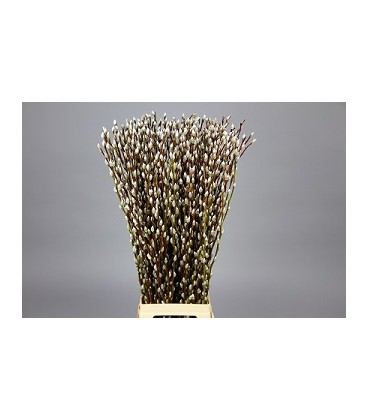 Salix Snow flake 90 cm x 10