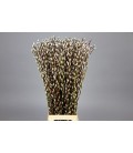 Salix Snow flake 90 cm x 10