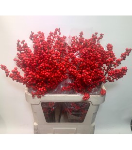 Ilex bais rouge 90 cm