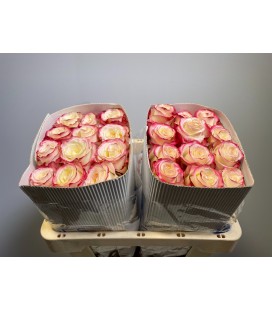 Rose Sweetness 50 cm x 25