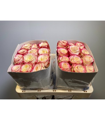 Rose Sweetness 50 cm x 25
