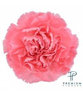 Oeillet True love 70 cm x 20