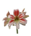 Amaryllis Twinkle star 75 cm