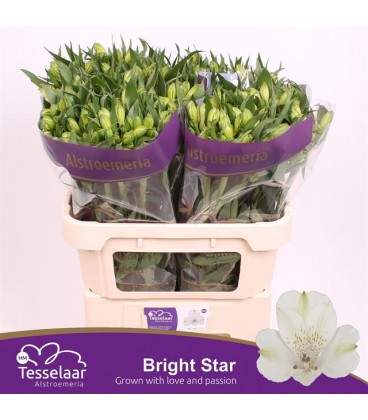 Alstromeria Bright star 