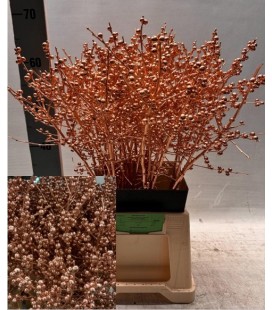 Ilex teinté Or 90 cm