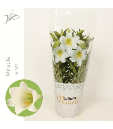 Lys Miracle Pot de 19 h 50