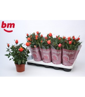 Rosier Orange monde Ø 12