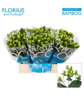 Hypericum Coco Bamboo 40cm