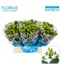Hypericum Coco Bamboo 40cm