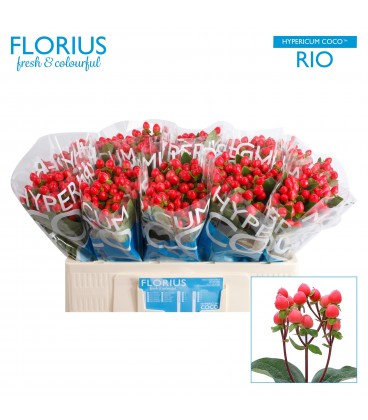 Hypericum coco rio 55 cm