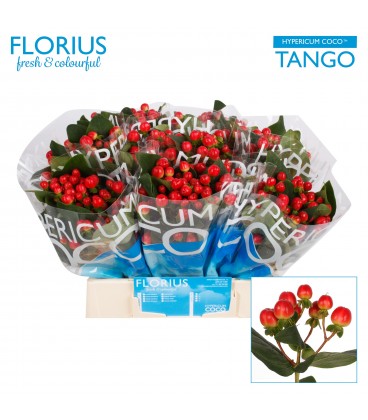 Hypericum coco Tango 40 cm