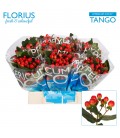 Hypericum coco Tango 40 cm