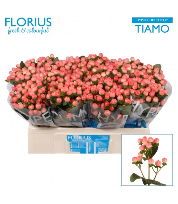 Hypericum Coco tiamo 60 cm