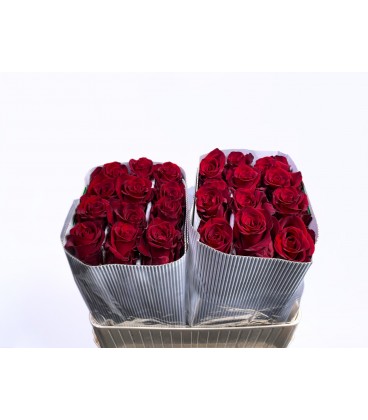Rose Explorer 70 cm 