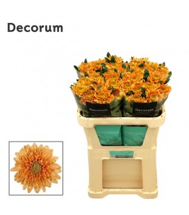 Chrysantheme G Rossano Orange 70 cm