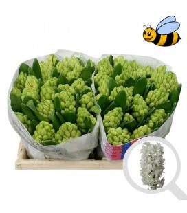 Jacinthes blanche king x 25