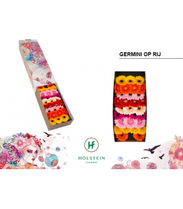 Germini Mélange 