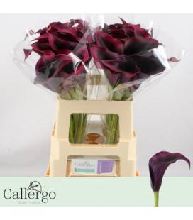 Calla Rudoph 50 cm