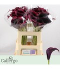 Calla Rudoph 50 cm