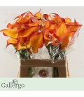 Calla Morning sun 50 cm
