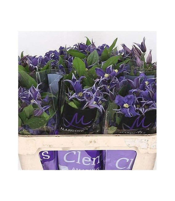 Clematites bleu pirouette 60 cm