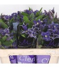 Clematites bleu pirouette 60 cm