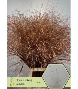 Panicum teinté Cuivre