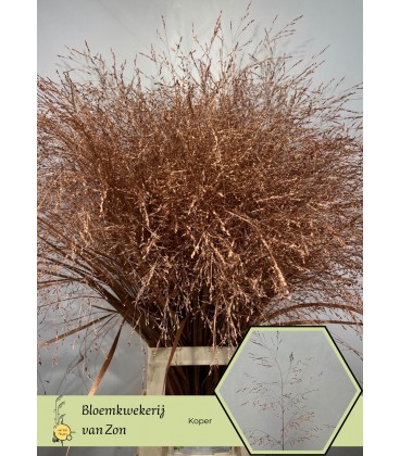 Panicum teinté Cuivre