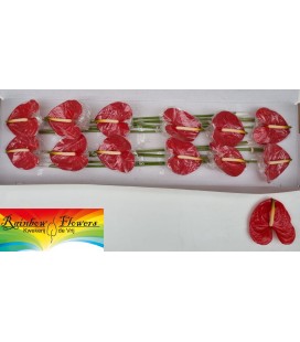 Anthurium Arena x12