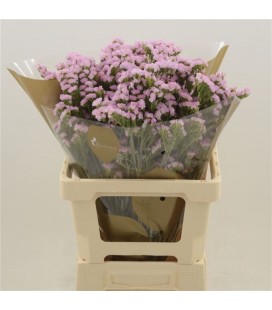 Statice Lucia Pink 70 cm