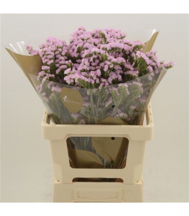 Statice Lucia Pink 60 cm