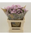 Statice Lucia Pink 70 cm