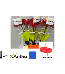 Anthurium A Red Love x 5