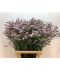 Limonium Silver pink