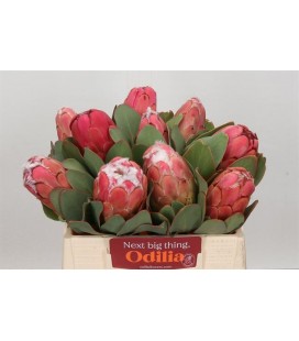 Protea Grandiceps 50 cm