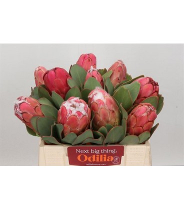 Protea Grandiceps 35 cm
