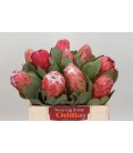 Protea Grandiceps 35 cm