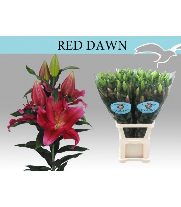 Lys Red Rock 95 cm