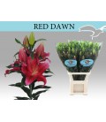 Lys Red Rock 95 cm
