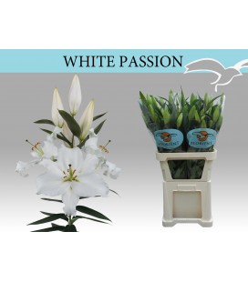 Lys Or White Passion 100 cm
