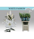 Lys Or White Passion 95 cm