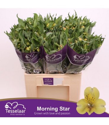 Alstromeria Morning star