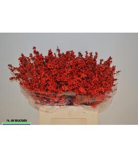 Ilex baies rouge 90 cm