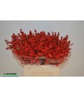 Ilex baies rouge 80 cm