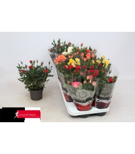Rosier mix 6 couleurs pot de 10.5